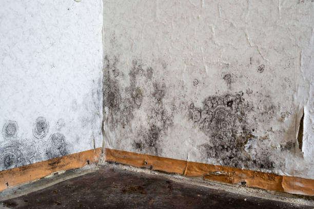 Best Mold Remediation  in Edburgh, IN